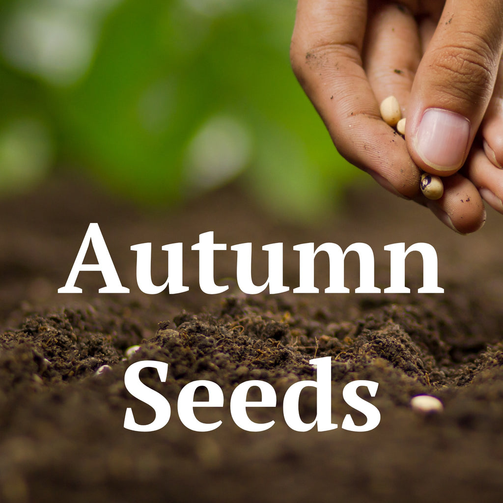 Autumn Garden Seeds - Planting Organics
