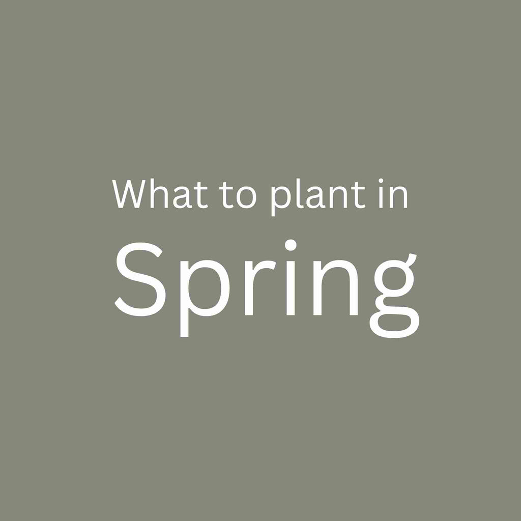 Spring Seeds - Planting Organics
