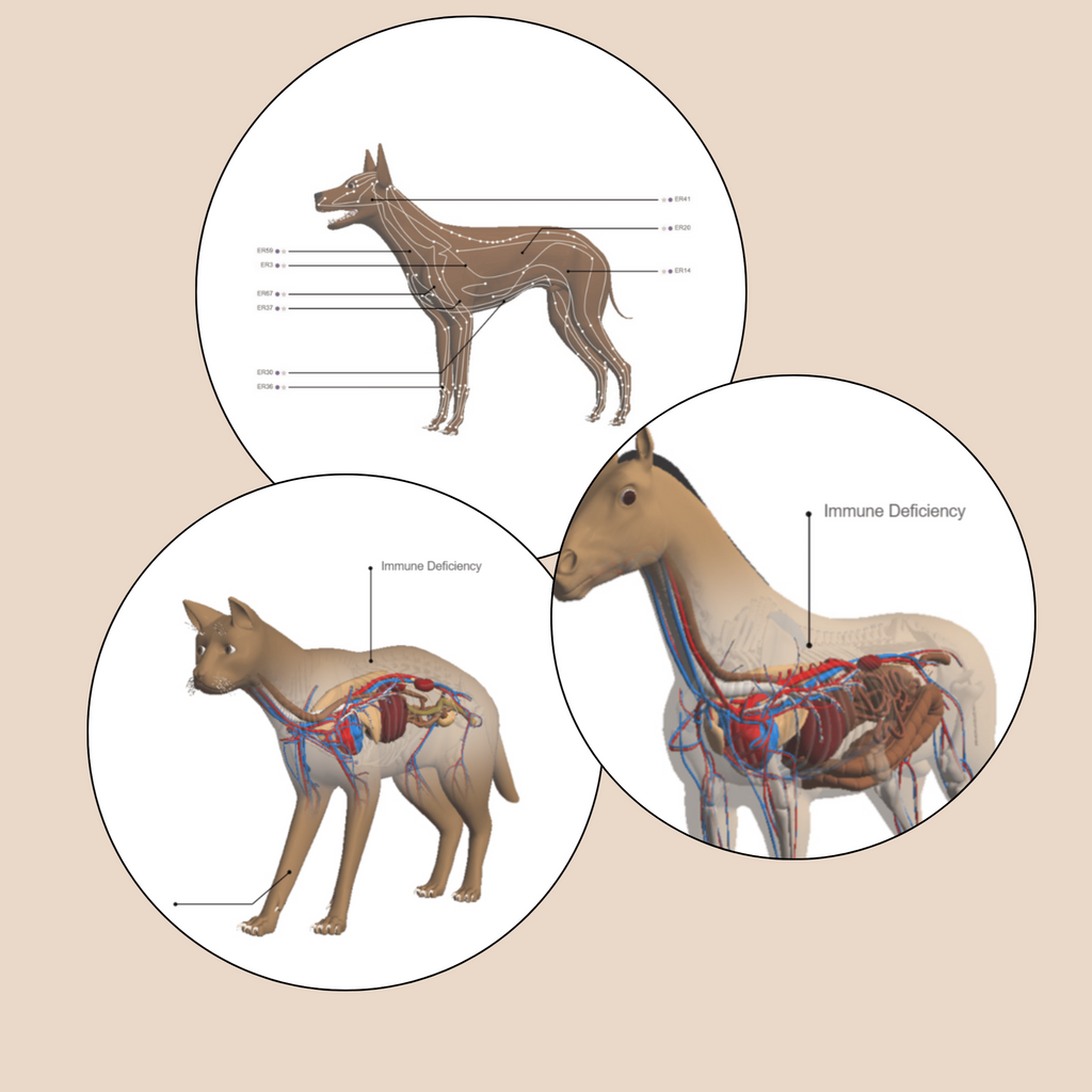 Anatomy view of dog, cat, horse