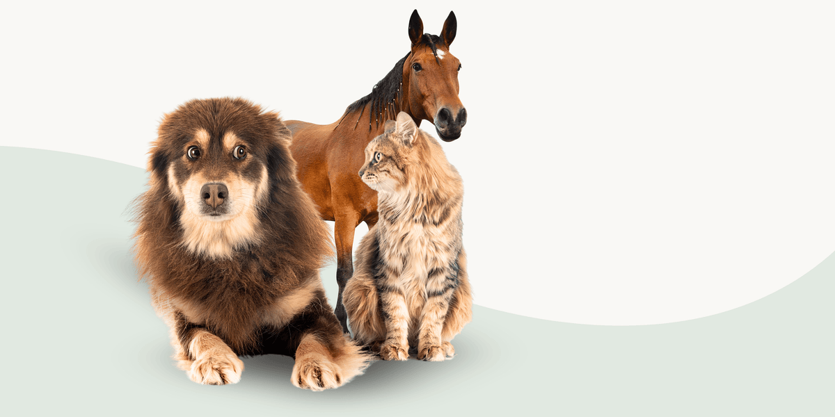A dog, cat and horse together outdoors
