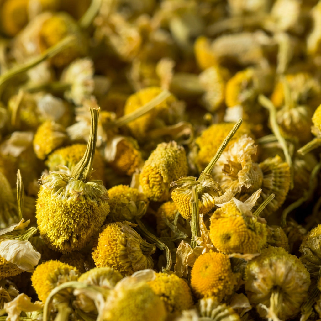Close-up of dried yellow chamomile flowers