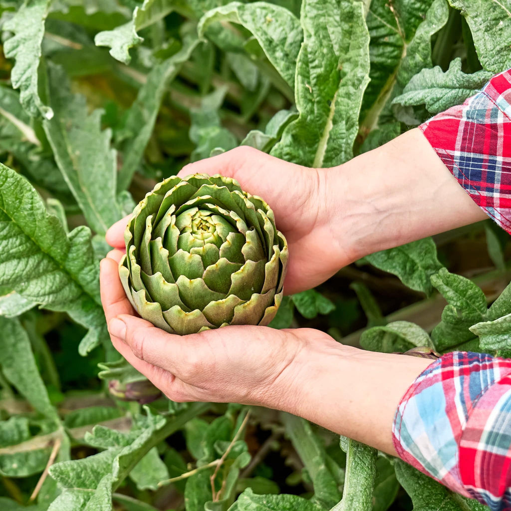 Artichoke Heirloom Seeds - Open-Pollinated, no GMO Seeds - Planting Organics