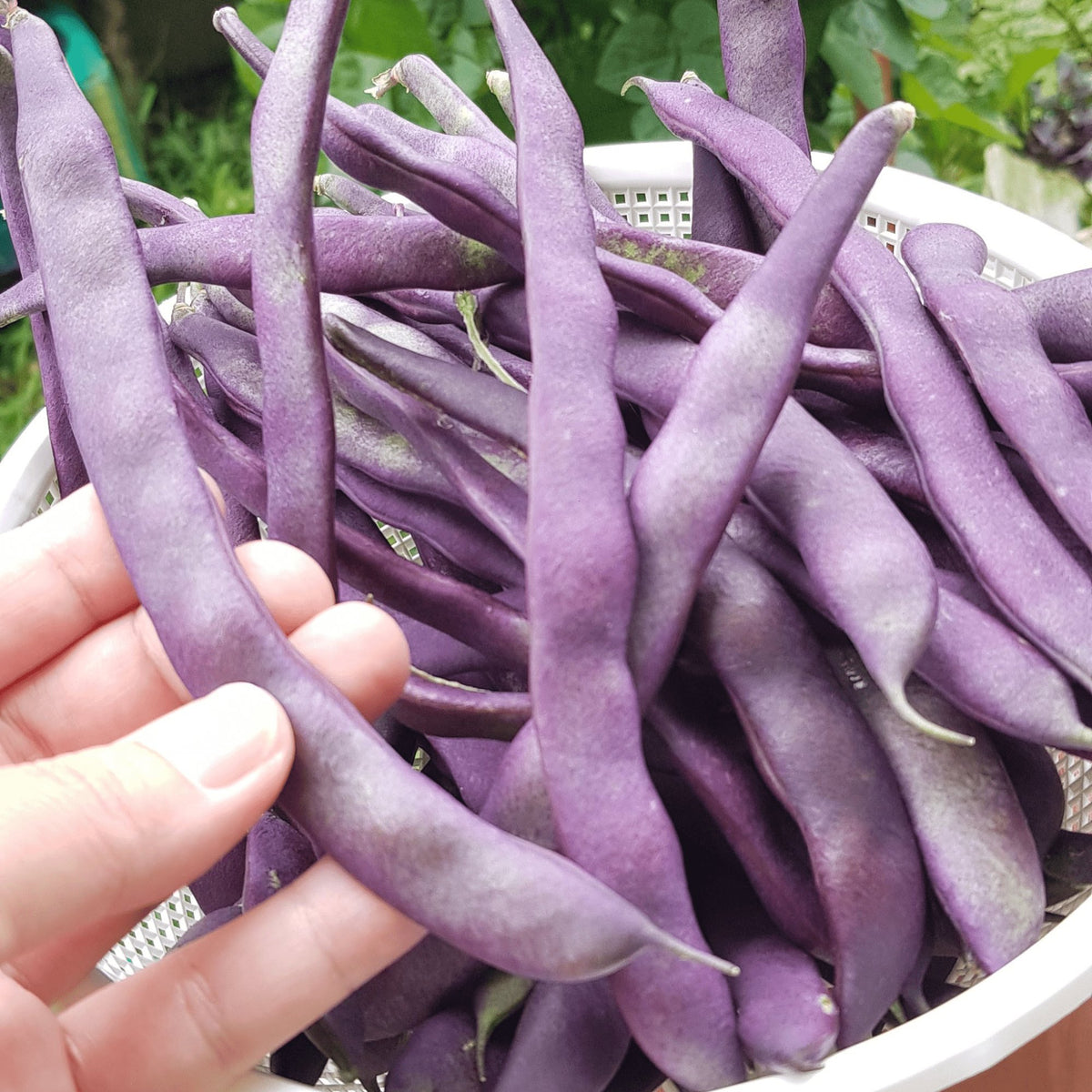 Beans Royal Burgundy - Heirloom Seeds - Planting Organics
