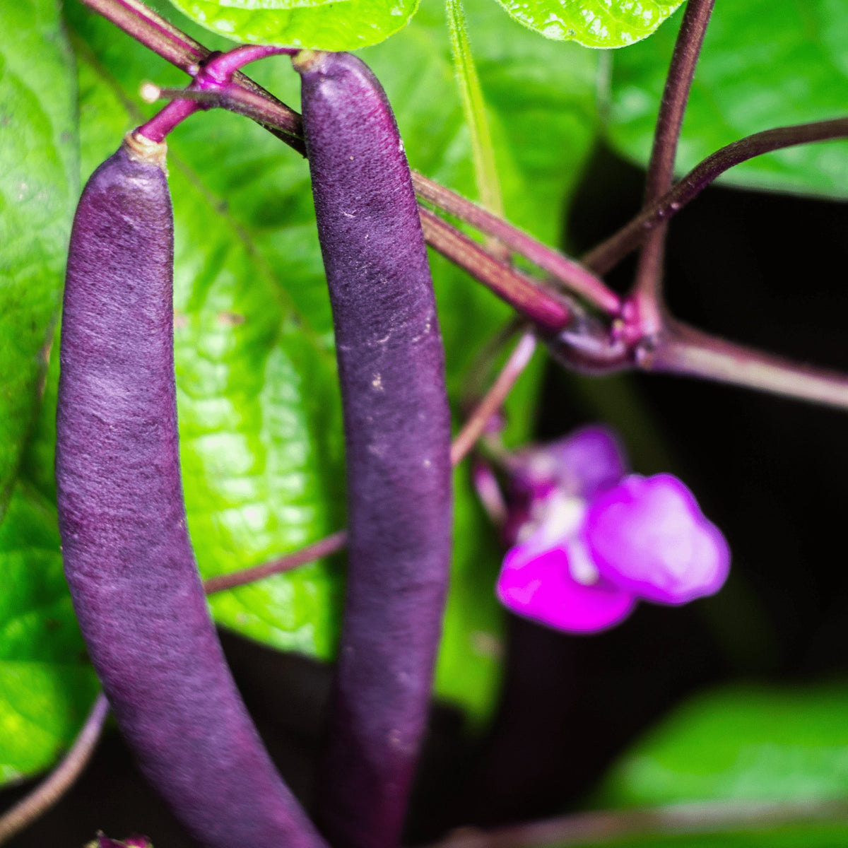Beans Royal Burgundy - Heirloom Seeds - Planting Organics