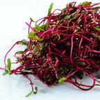 Beetroot Bulls Blood Heirloom Seeds - Planting Organics
