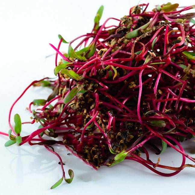 Beetroot Bulls Blood Heirloom Seeds - Planting Organics