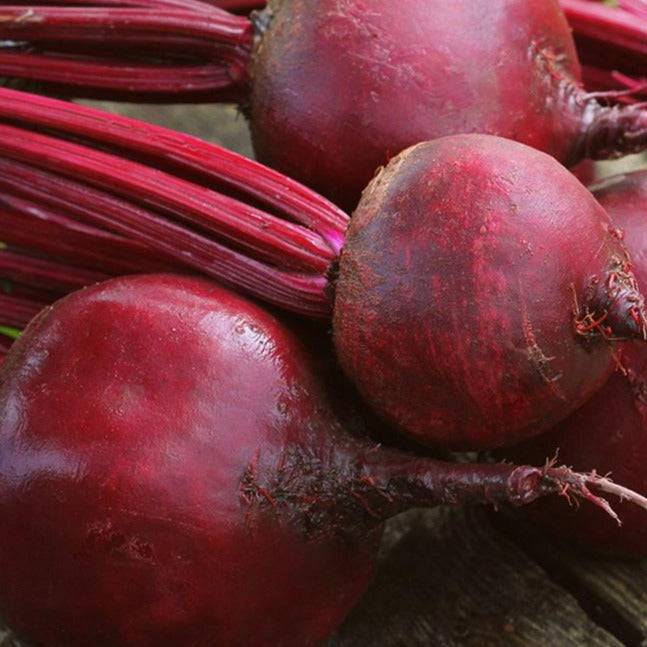 Beetroot Bulls Blood Heirloom Seeds - Planting Organics