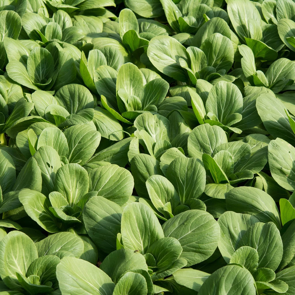 Bok Choy Heirloom Seeds - Planting Organics