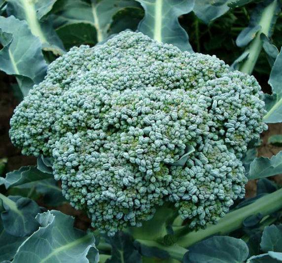 Broccoli Di Cicco Heirloom Organic Seeds - Planting Organics