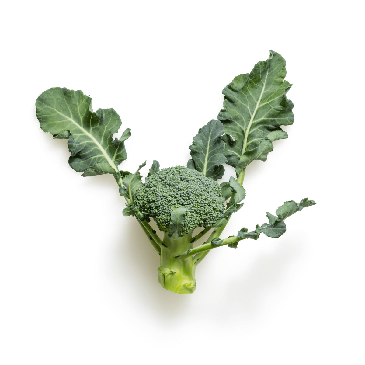 Broccoli Di Cicco Heirloom Organic Seeds - Planting Organics