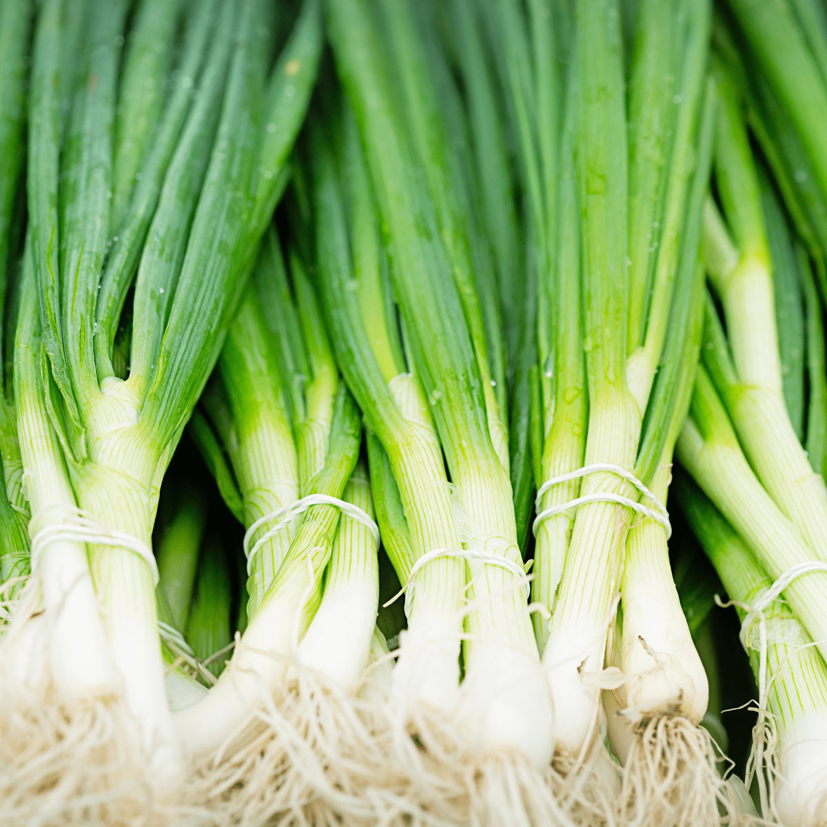Bunching Onion Long White Heirloom Seeds 1g - Planting Organics
