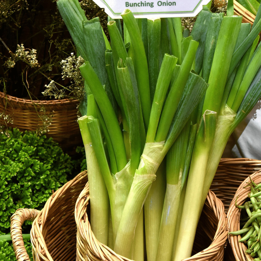 Bunching Onion Long White Heirloom Seeds 1g - Planting Organics