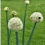 Bunching Onion Long White Heirloom Seeds 1g - Planting Organics