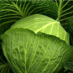 Cabbage Golden Acre Heirloom Seeds - Planting Organics