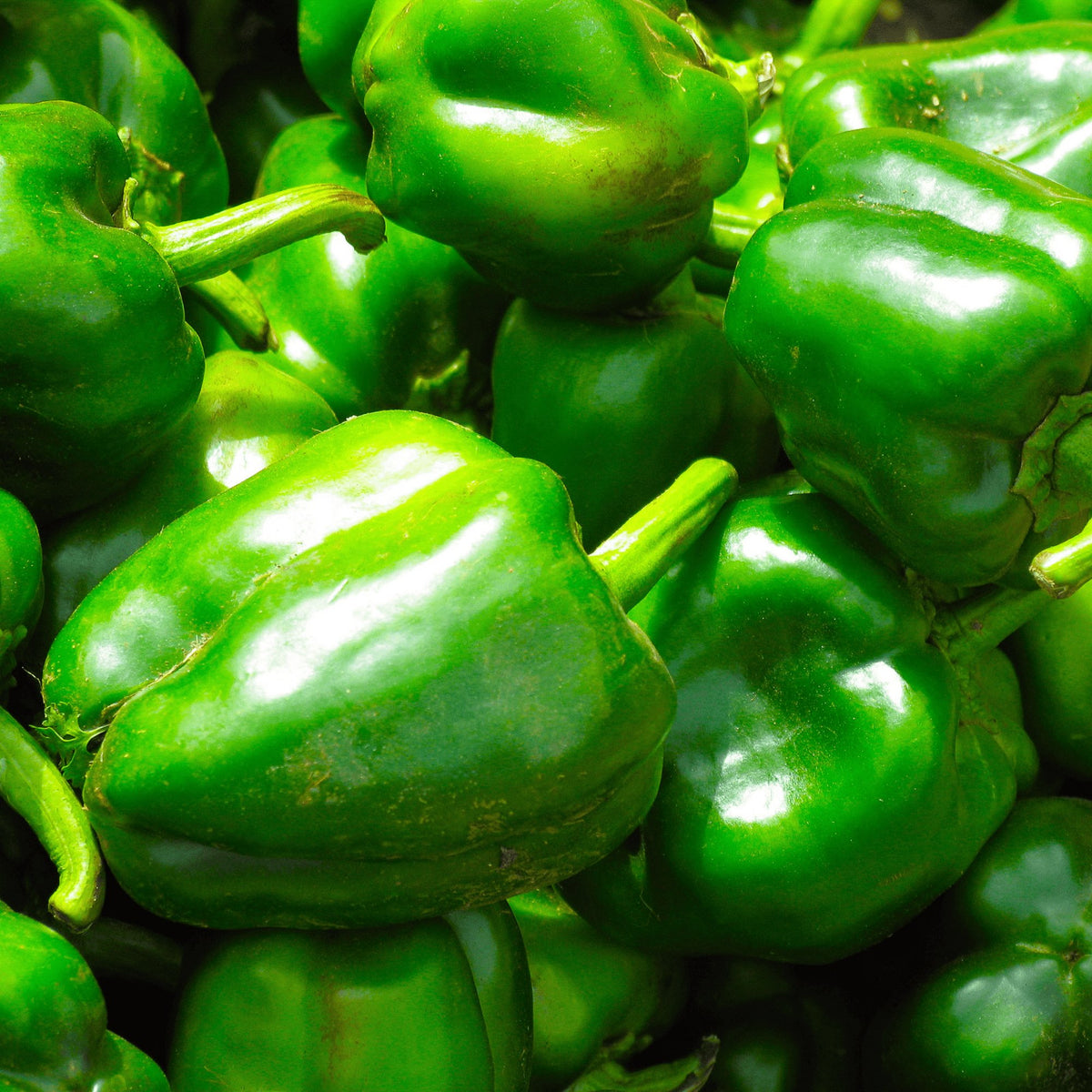 Capsicum Californian Wonder Heirloom Seeds - Planting Organics