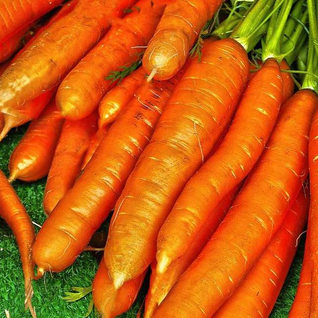 Carrot Nantes Heirloom Organic Seeds - Planting Organics