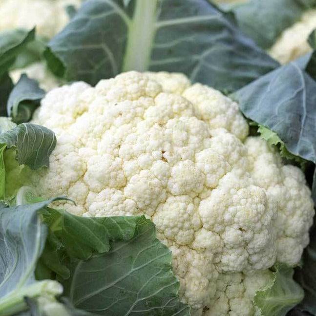Cauliflower Snowball Y Heirloom Seeds - Planting Organics