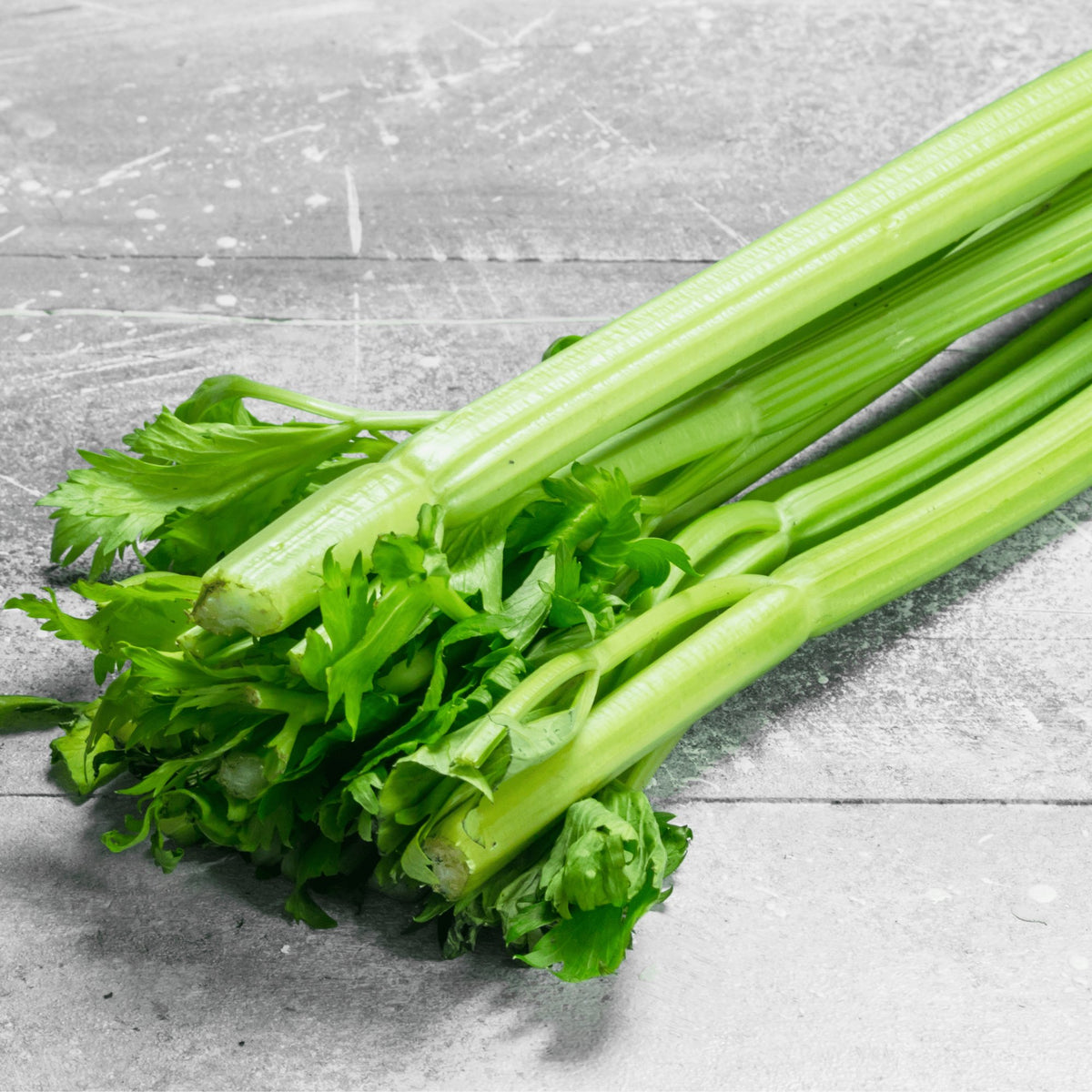 Celery Tall Utah Heirloom Seeds - Planting Organics