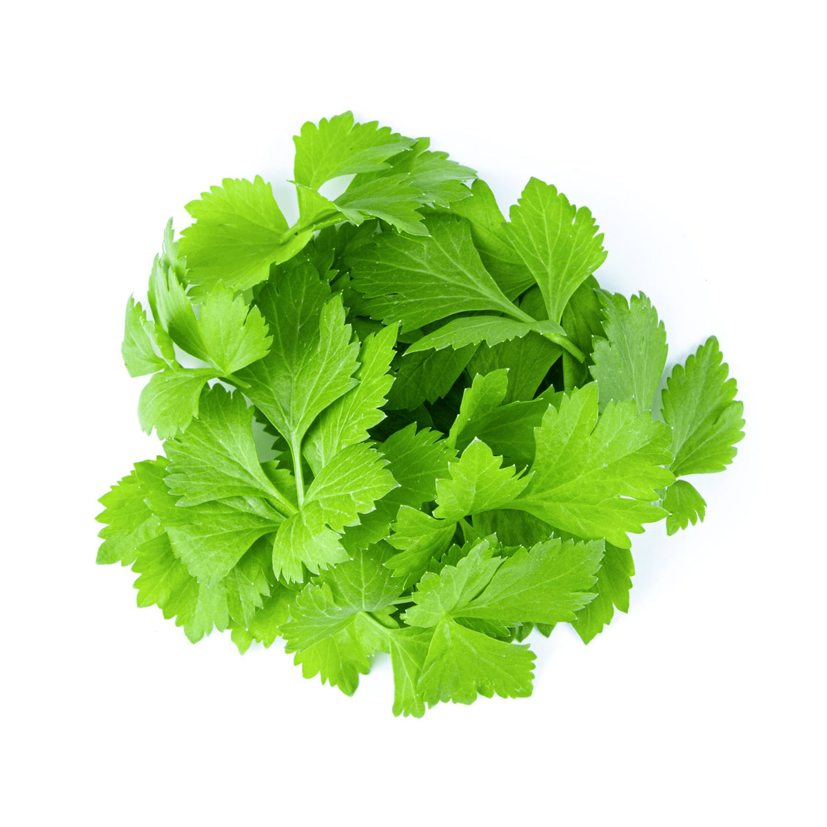 Celery Tall Utah Heirloom Seeds - Planting Organics