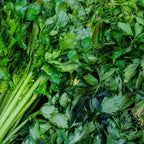 Celery Tall Utah Heirloom Seeds - Planting Organics