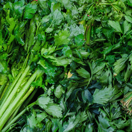 Celery Tall Utah Heirloom Seeds - Planting Organics