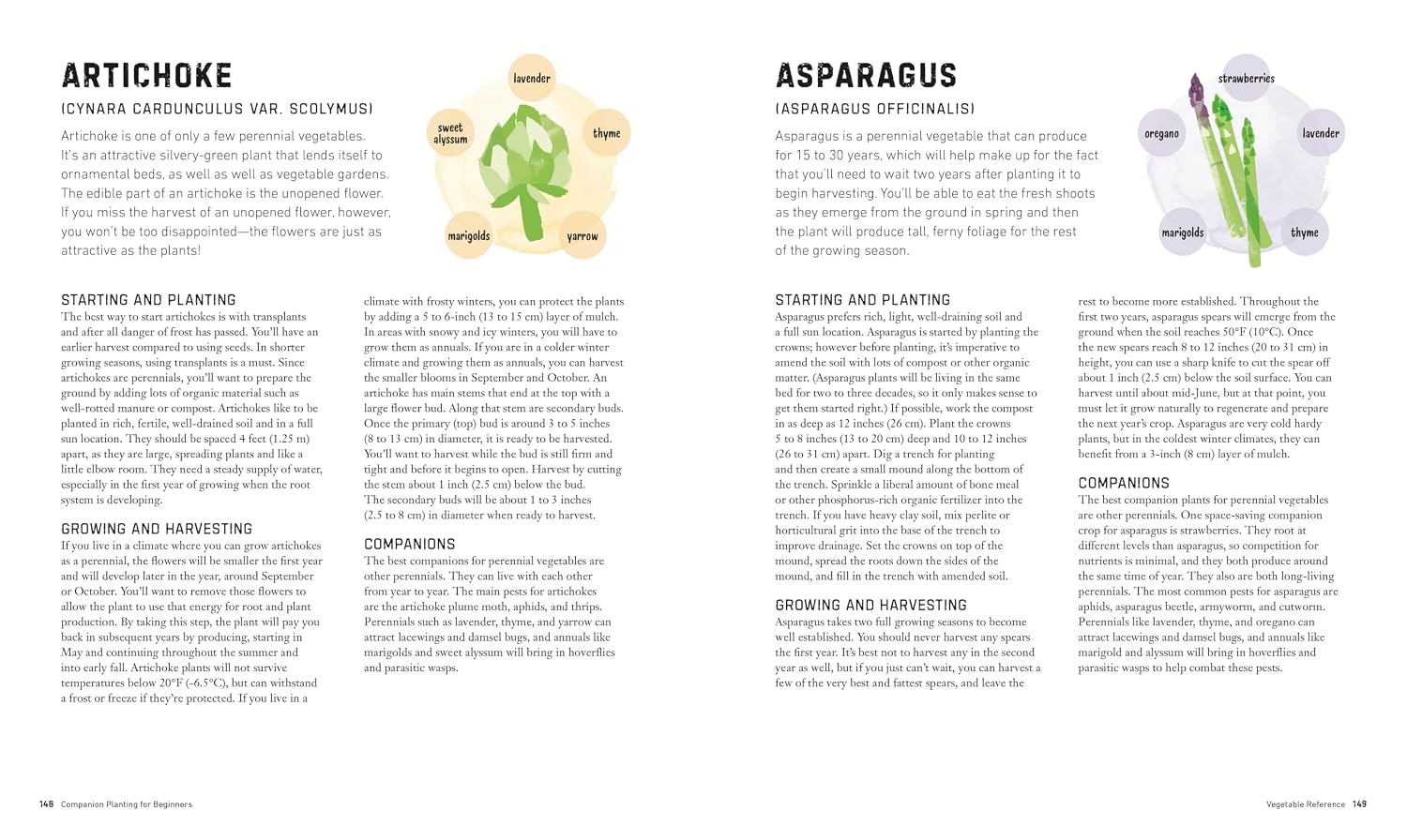 Companion planting guide for artichokes and asparagus