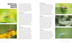 Beneficial garden insects guide including ground beetles and lacewings