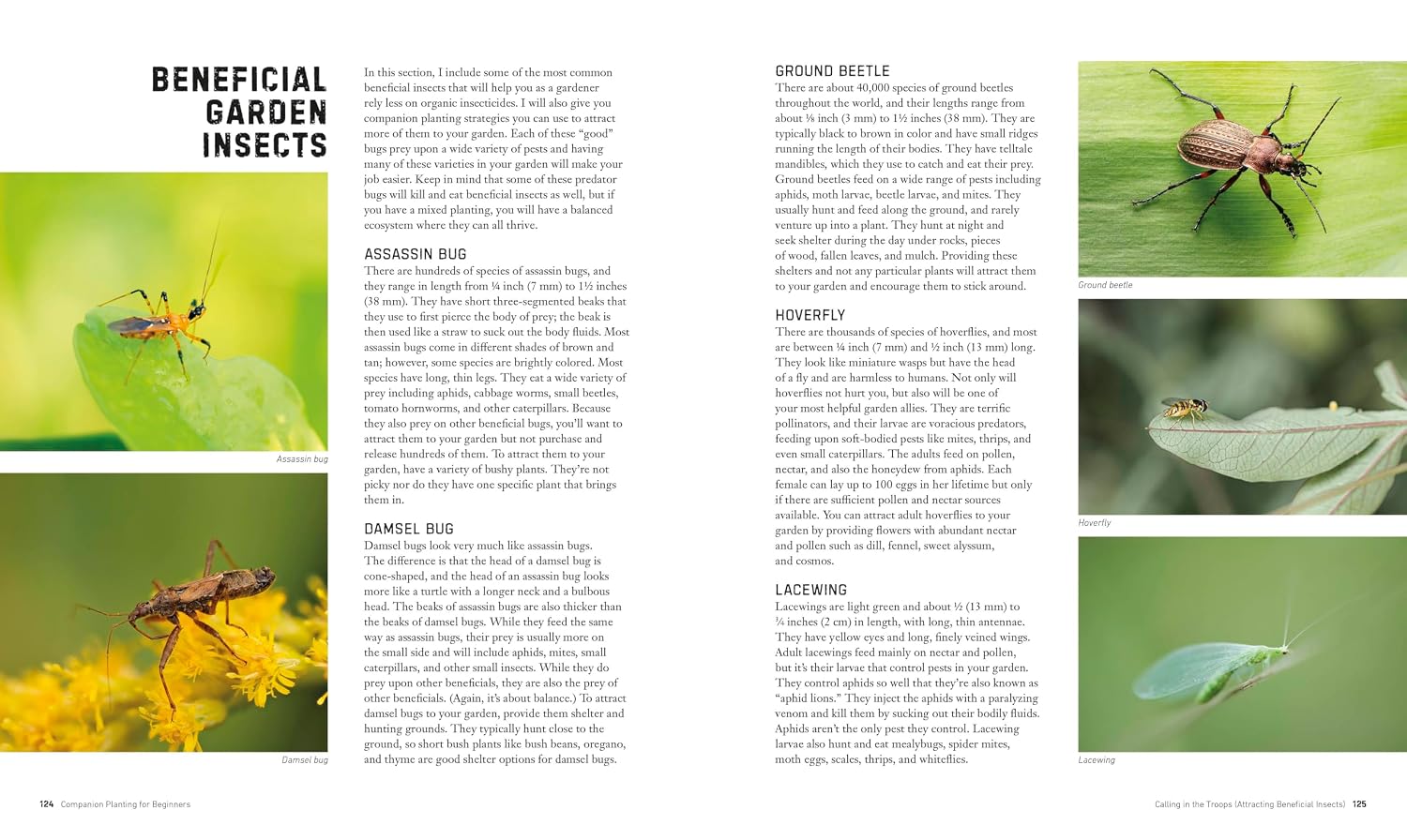Beneficial garden insects guide including ground beetles and lacewings