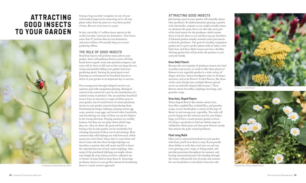 Attracting beneficial insects to a vegetable garden