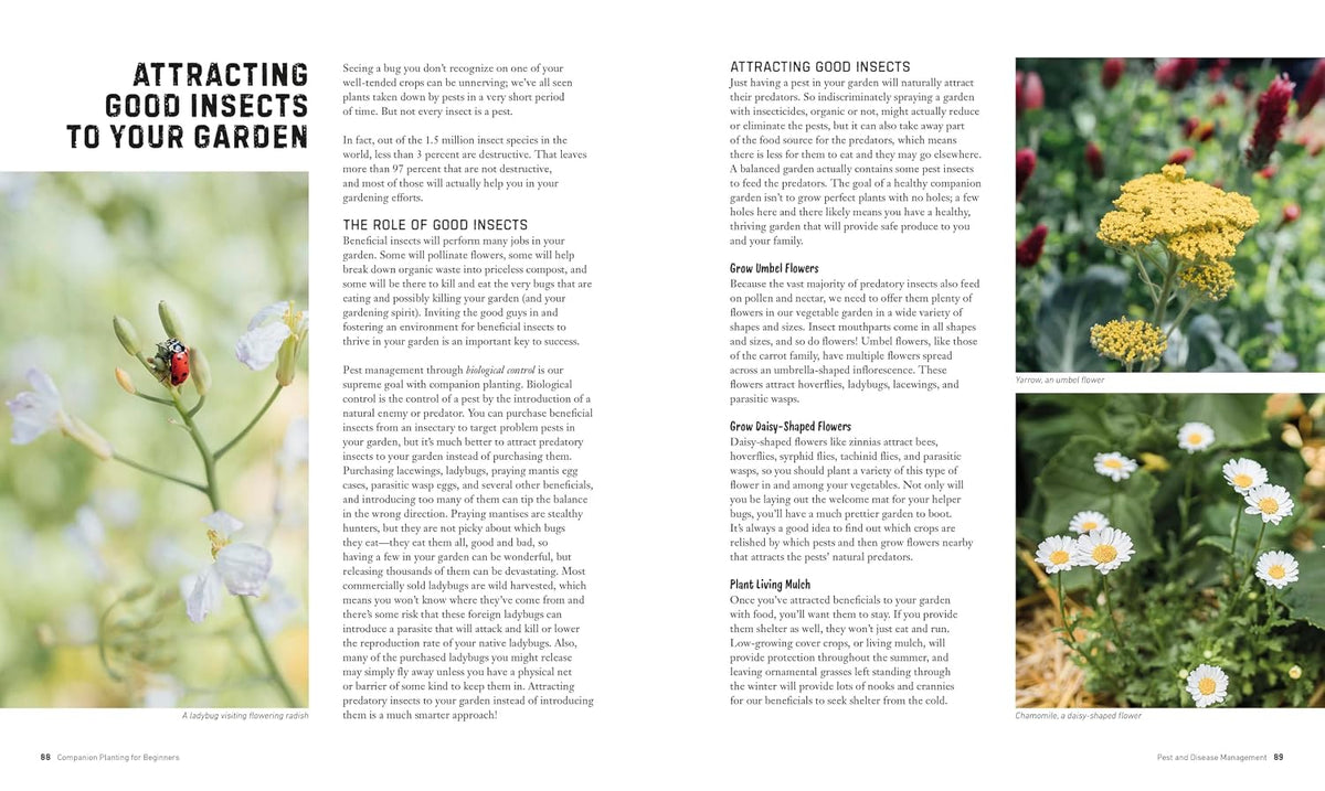 Attracting beneficial insects to a vegetable garden