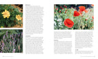 Marigold lavender and poppy companion planting examples
