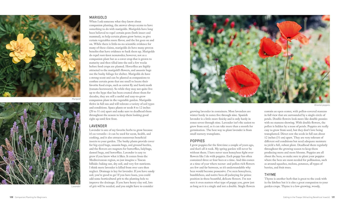 Marigold lavender and poppy companion planting examples