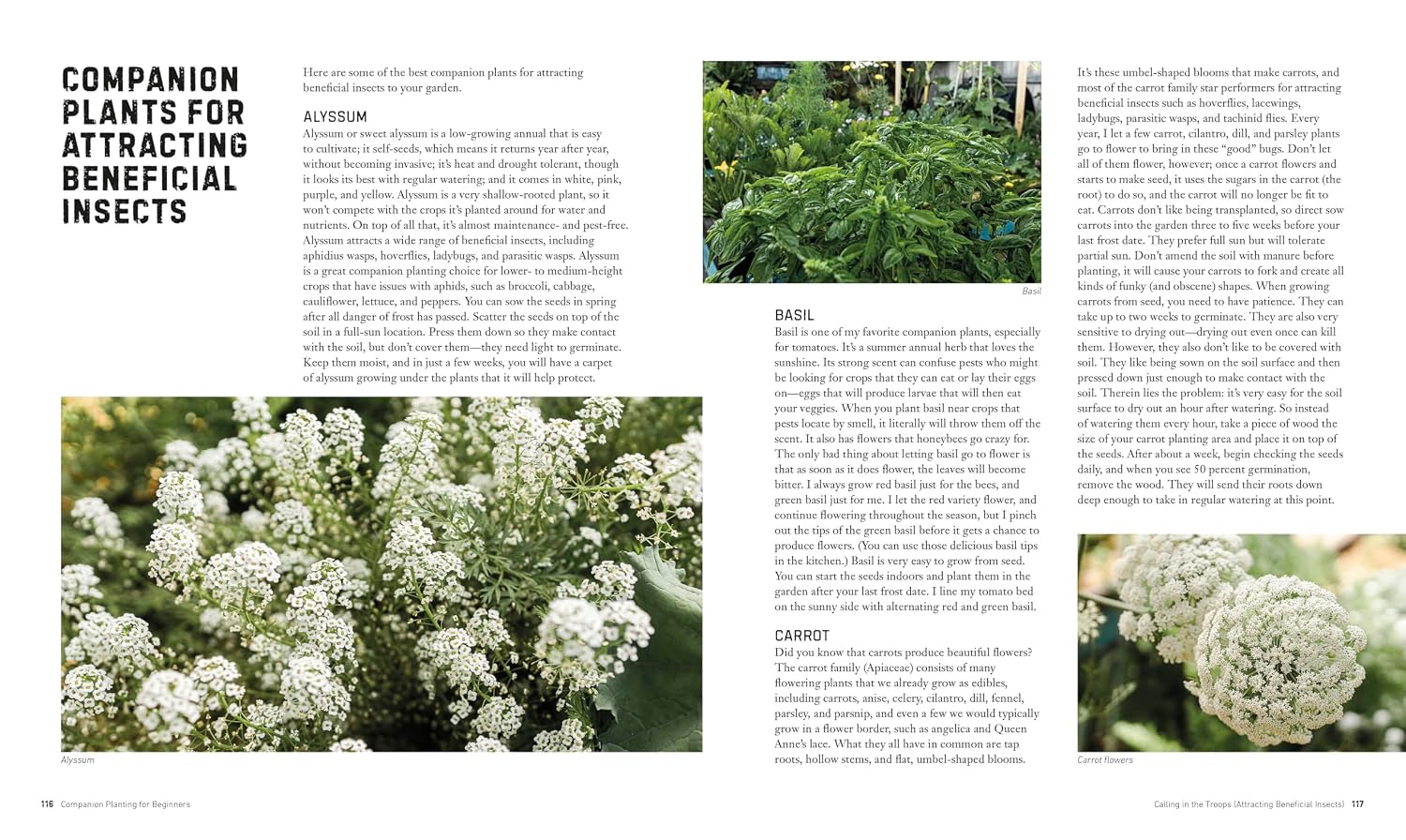 Flowers and herbs that attract beneficial insects