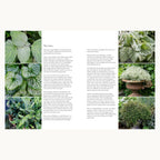 Containers in the Garden silver and grey foliage ideas for pots