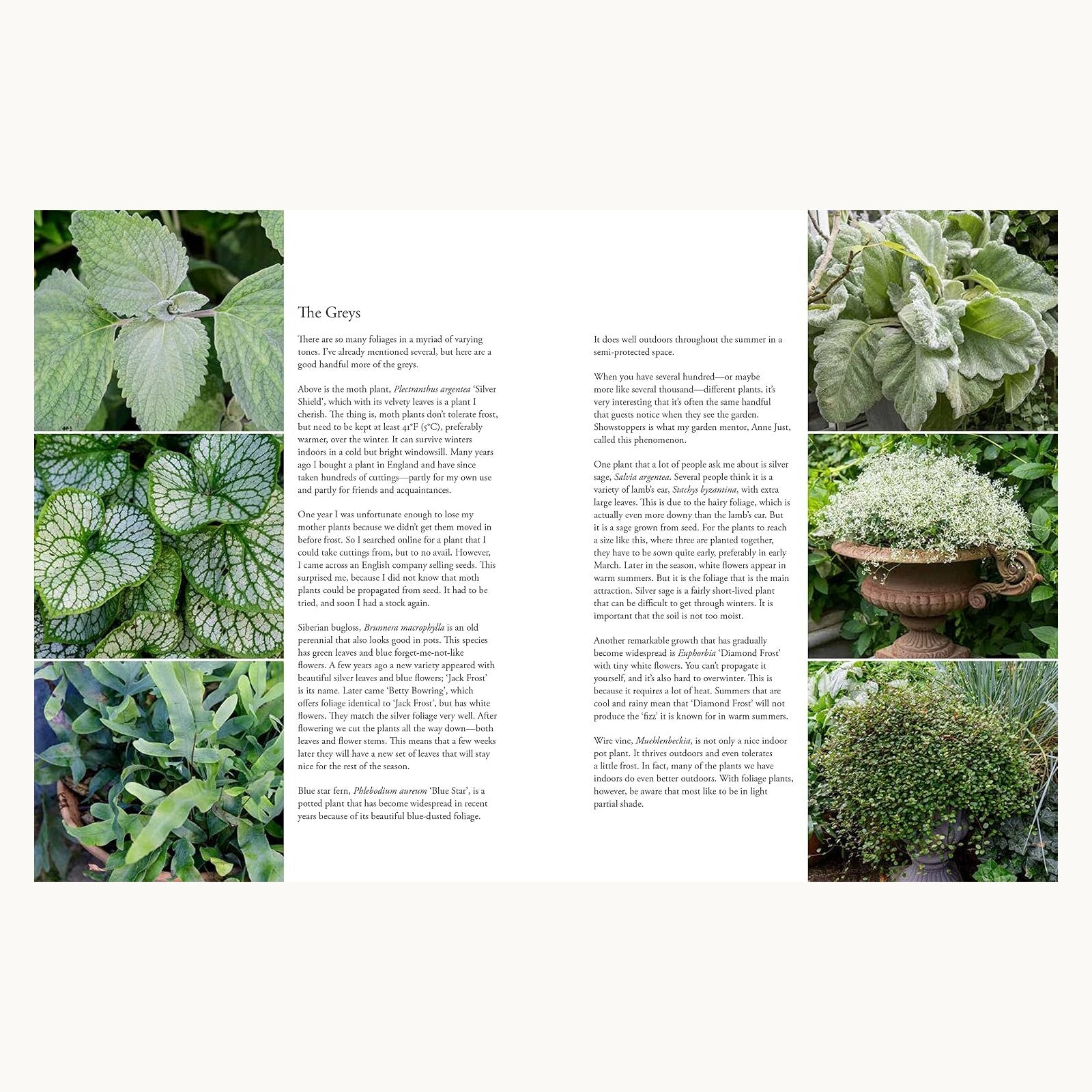 Containers in the Garden silver and grey foliage ideas for pots