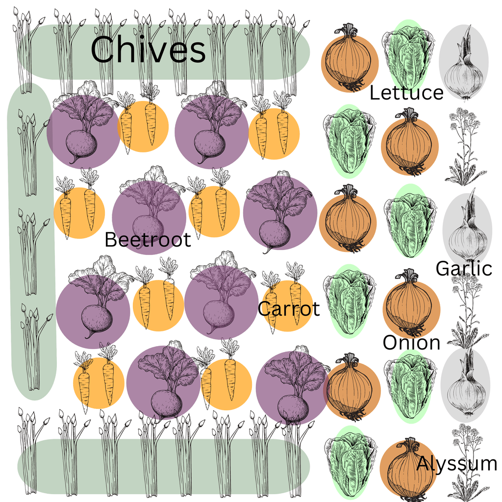 Cool Season Companion Seed Mix - Roots and Lettuce - Planting Organics