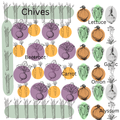 Cool Season Companion Seed Mix - Roots and Lettuce - Planting Organics
