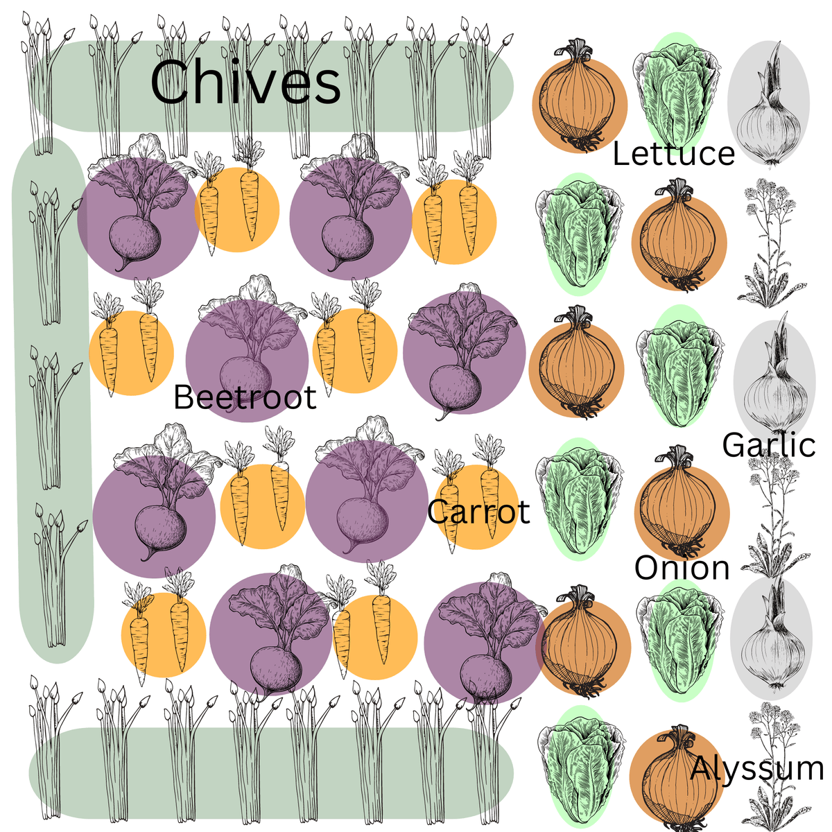 Cool Season Companion Seed Mix - Roots and Lettuce - Planting Organics