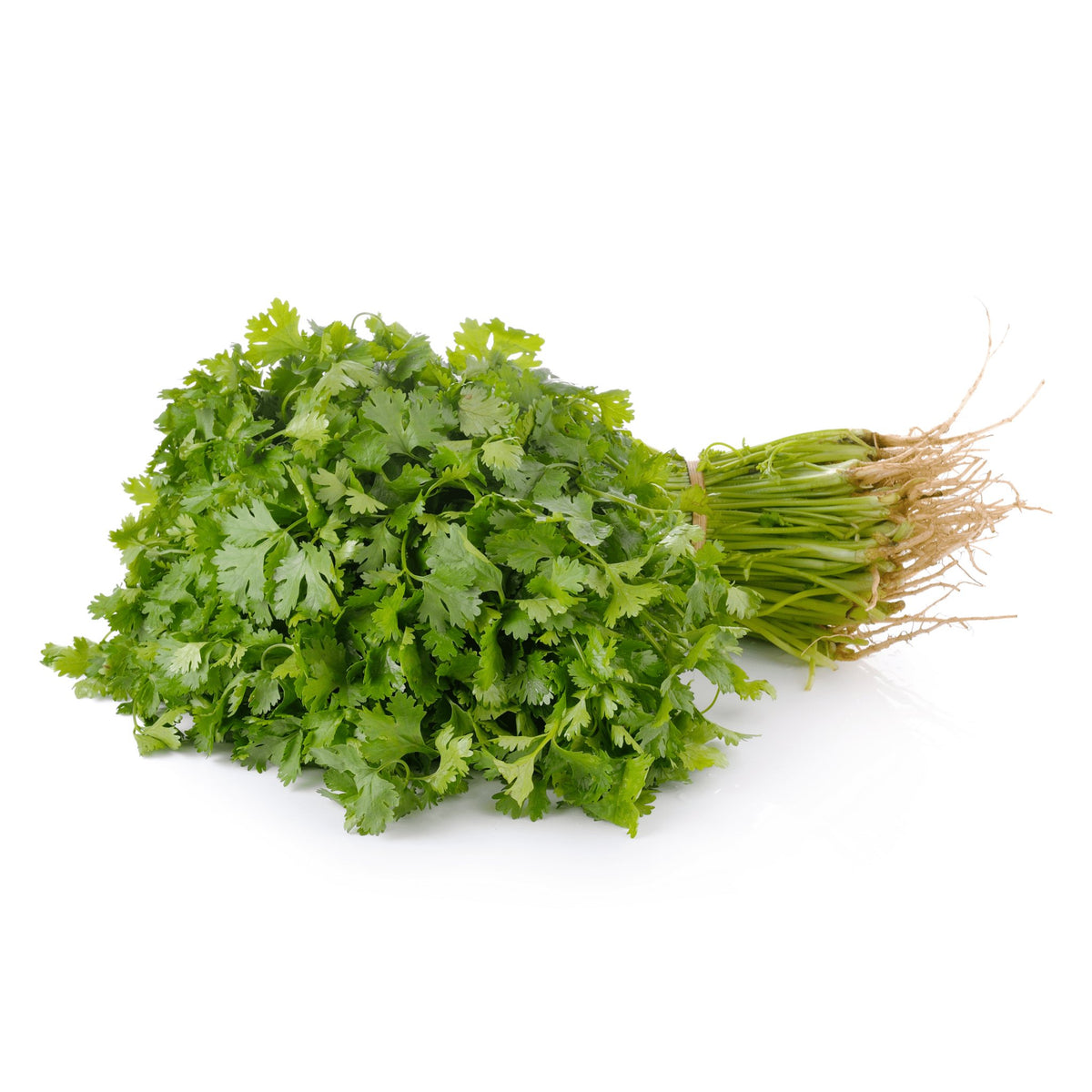 Coriander Slow Bolt Heirloom Organic Seeds - Planting Organics