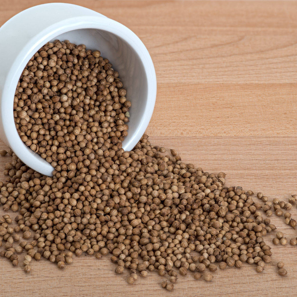 Coriander Slow Bolt Heirloom Organic Seeds - Planting Organics