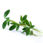 Cress Curled Heirloom Seeds 1g - Planting Organics