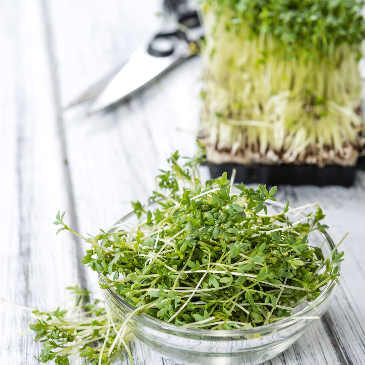 Cress Curled Heirloom Seeds 1g - Planting Organics