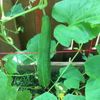 Cucumber Burpless Heirloom Seeds 1g - Planting Organics