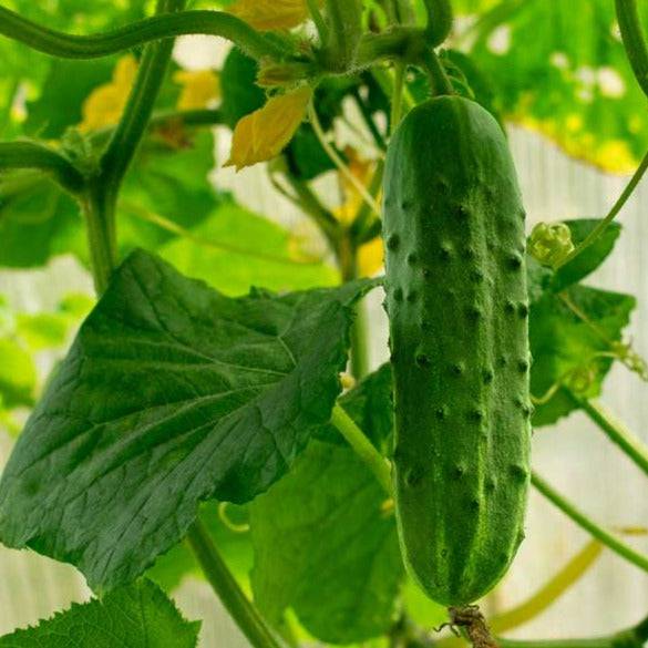 Cucumber Spacemaster Heirloom Seeds - Planting Organics