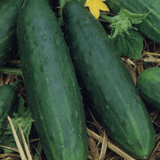 Cucumber Spacemaster Heirloom Seeds - Planting Organics
