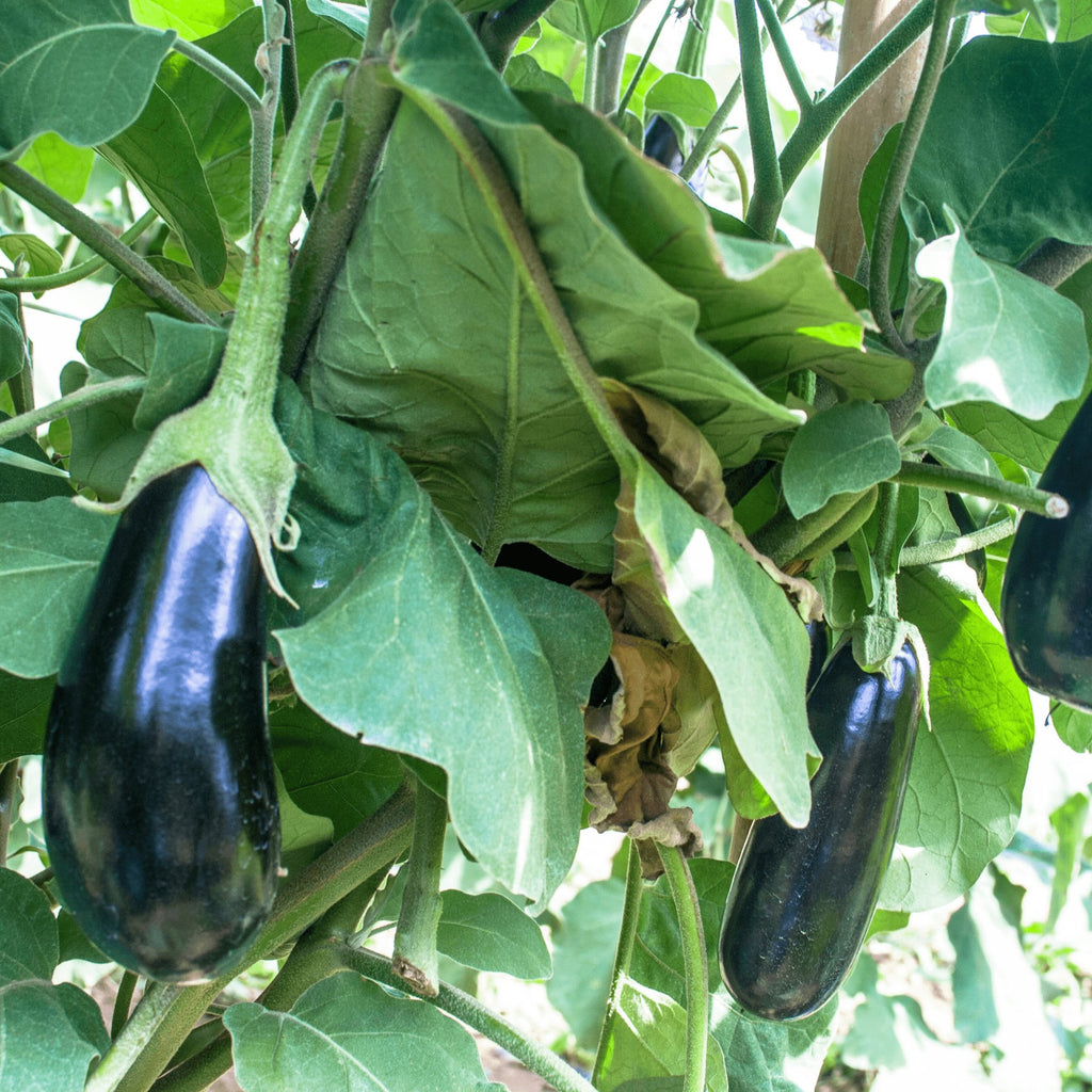 Eggplant Black Beauty Heirloom Seeds - Planting Organics