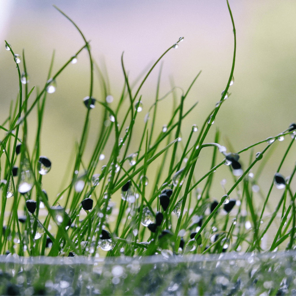 Garlic Chives Herb Heirloom Seeds - Planting Organics