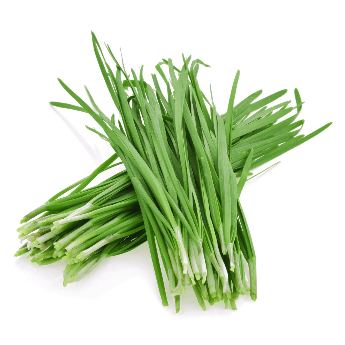 Garlic Chives Herb Heirloom Seeds - Planting Organics