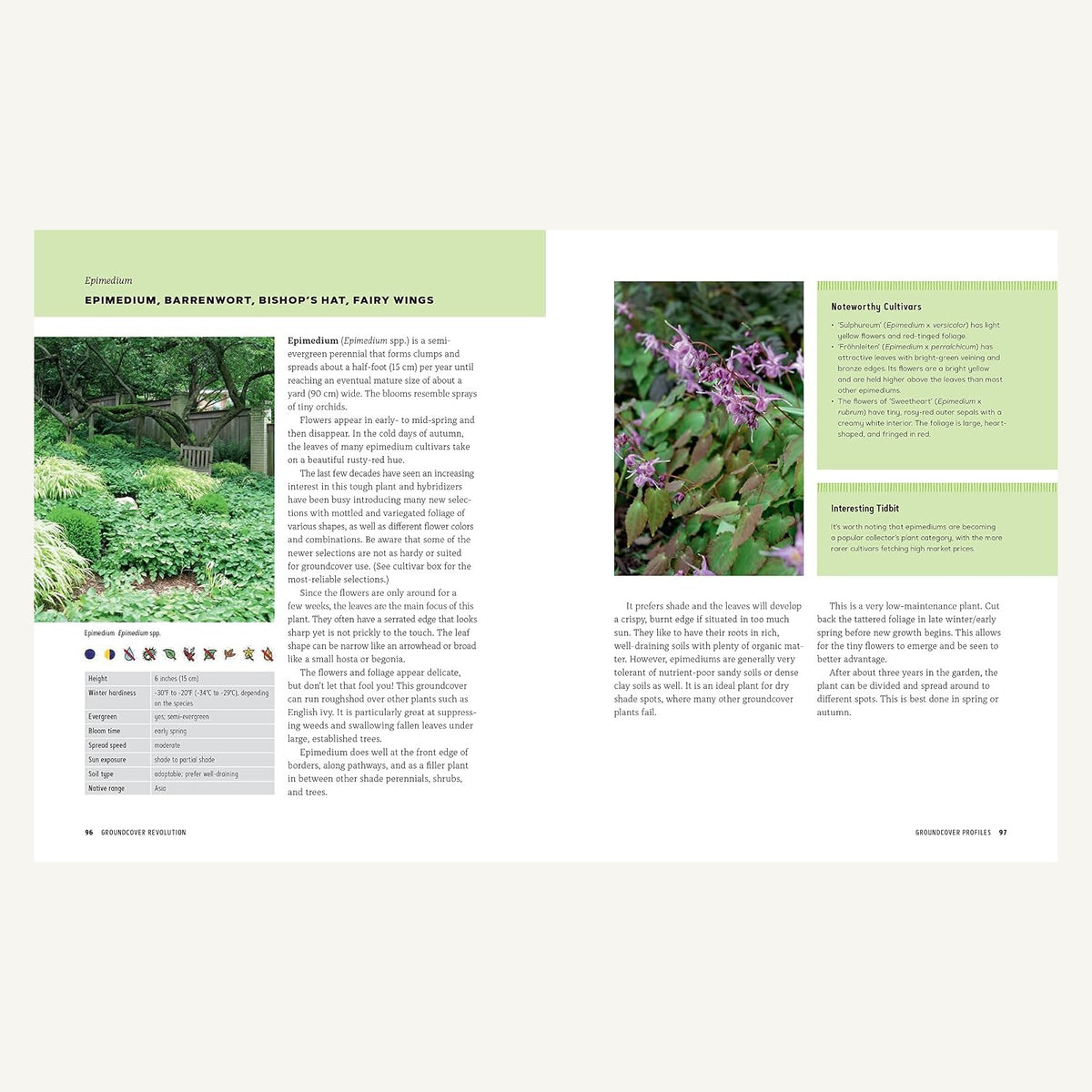 Groundcover Revolution Epimedium groundcover plant profile pages