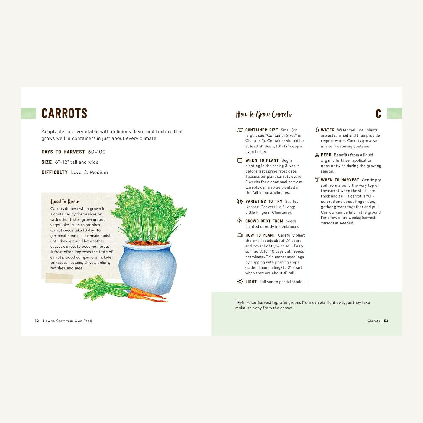Carrot container-growing guide inside How to Grow Your Own Food